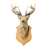 Taxidermy: Imperial Red Deer (Cervus elaphus)