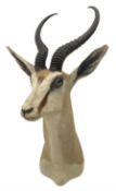 Taxidermy: South African springbok (Antidorcas Marsupialis) adult male shoulder mount looking to the