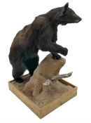 Taxidermy: North American Black Bear (Ursus americanus)