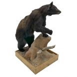 Taxidermy: North American Black Bear (Ursus americanus)