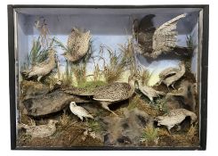 Taxidermy: Late Victorian Diorama of Pheasants and a Sparrowhawk