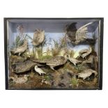 Taxidermy: Late Victorian Diorama of Pheasants and a Sparrowhawk