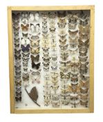 Entomology: Glazed entomology collector's drawer display of African and Asian butterflies and moths