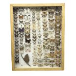 Entomology: Glazed entomology collector's drawer display of African and Asian butterflies and moths