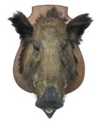 Taxidermy: European Wild Boar (Sus scrofa)