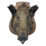 Taxidermy: European Wild Boar (Sus scrofa)