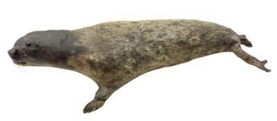 Taxidermy: early 20th century Common seal (Phoca Vitulina)