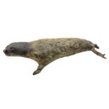 Taxidermy: early 20th century Common seal (Phoca Vitulina)