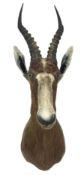 Taxidermy: Blesbok (Damaliscus phillipsi)