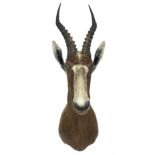 Taxidermy: Blesbok (Damaliscus phillipsi)