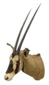 Taxidermy: Fringed-eared oryx (Oryx beisa callotis)