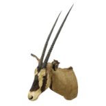 Taxidermy: Fringed-eared oryx (Oryx beisa callotis)