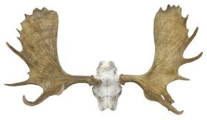 Antlers/Horns:Set of European Moose Antlers (Alces alces)