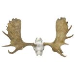 Antlers/Horns:Set of European Moose Antlers (Alces alces)