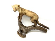 Taxidermy: pine marten (Martes martes) mounted on a naturalistic branch