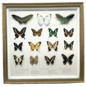 Entomology: framed glazed display of various butterflies