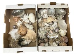 Various shells to include mother of pearl open mollusk shells (largest L20cm)