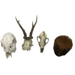 Pair of roe deer antlers on skull