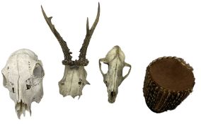 Pair of roe deer antlers on skull