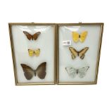 Entomology: two glazed displays of butterflies