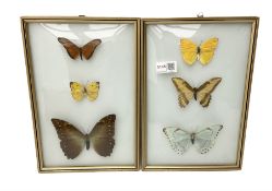 Entomology: two glazed displays of butterflies