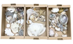 Various shells to include large conch shell