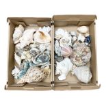 Various shells to include mother of pearl open mollusk shells