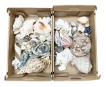 Various shells to include mother of pearl open mollusk shells