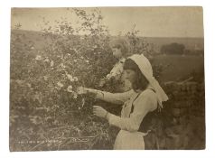 Frank Meadow Sutcliffe (British 1853-1941): 'Wild Roses'