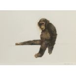 Mark Irving (Northern British Contemporary): Chimpanzee