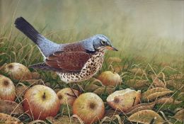 Robert E Fuller (British 1972-): 'Fieldfare Thrush'