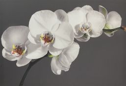 'Orchid Flowers'