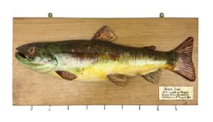 Plaster model of brown trout '2 1/2lb caught at Wrench Green