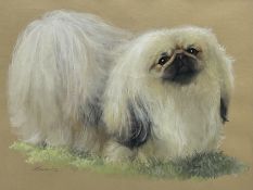 English School (20th century): Portrait of Pekingese Dog