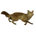 Taxidermy: Red Fox (Vulpes vulpes)