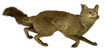 Taxidermy: Red Fox (Vulpes vulpes)