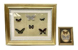 Entomology: gilt framed glazed display of various butterflies