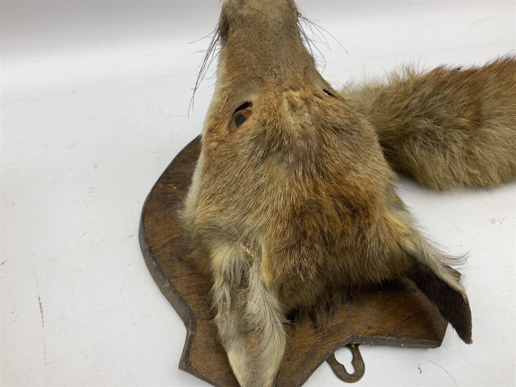 Taxidermy: Red fox mask (Vulpes vulpes) - Image 4 of 6