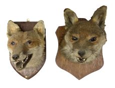 Taxidermy: Two Red fox mask (Vulpes vulpes)