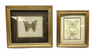 Entomology: Two gilt framed displays of three atlas moths 'Attacus atlas'