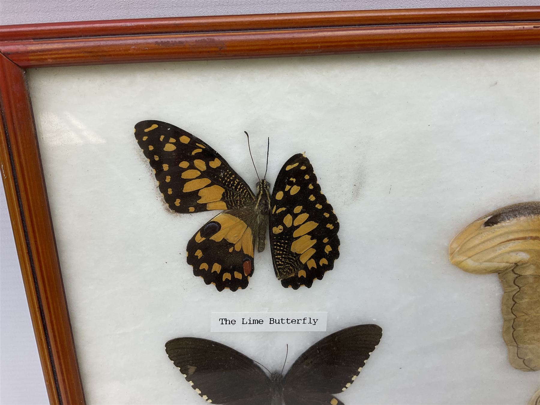 Entomology: Framed display of ten butterflies and moths including 'The Atlas' - Image 3 of 4