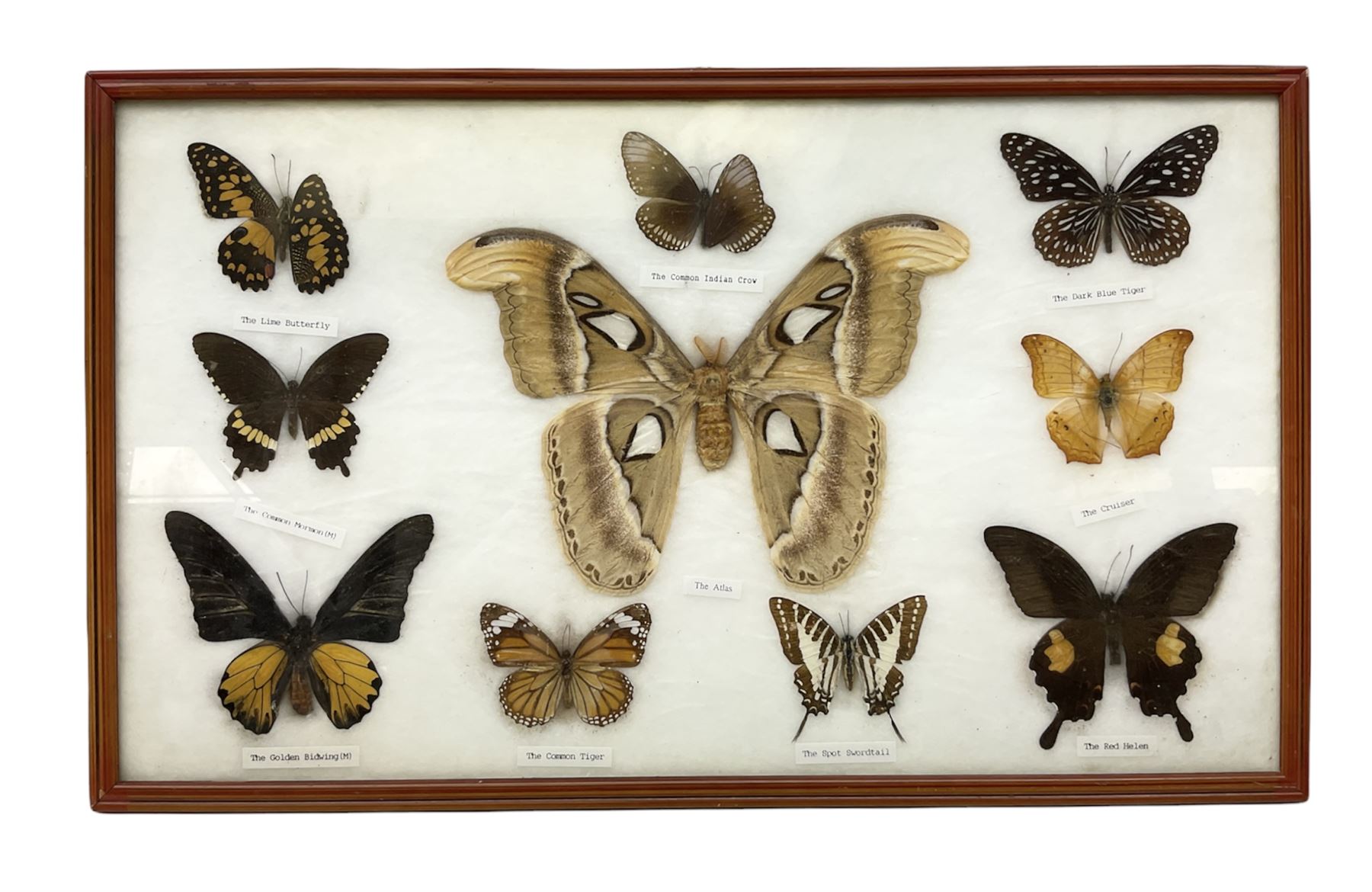 Entomology: Framed display of ten butterflies and moths including 'The Atlas'