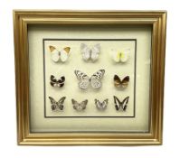 Entomology: gilt framed glazed display of various butterflies