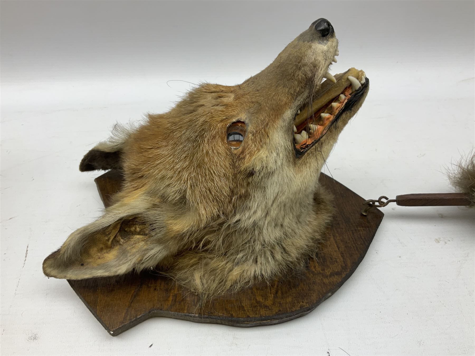 Taxidermy: Red fox mask (Vulpes vulpes) - Image 2 of 6