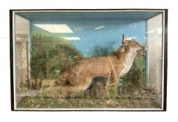 Taxidermy: Cased diorama of a Red Fox (Vulpes vulpes) standing in naturalistic setting upon rocky mo