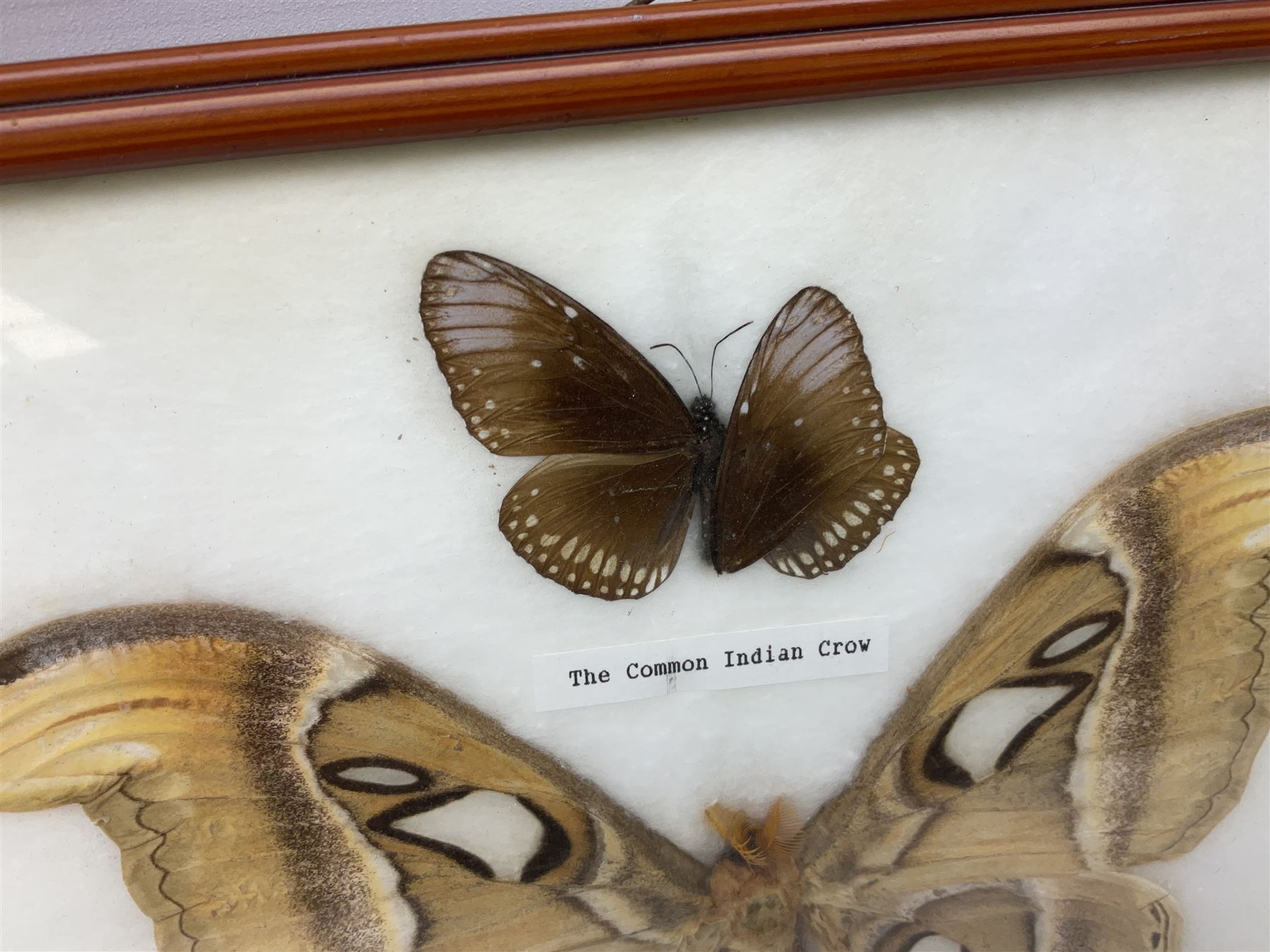 Entomology: Framed display of ten butterflies and moths including 'The Atlas' - Image 2 of 4