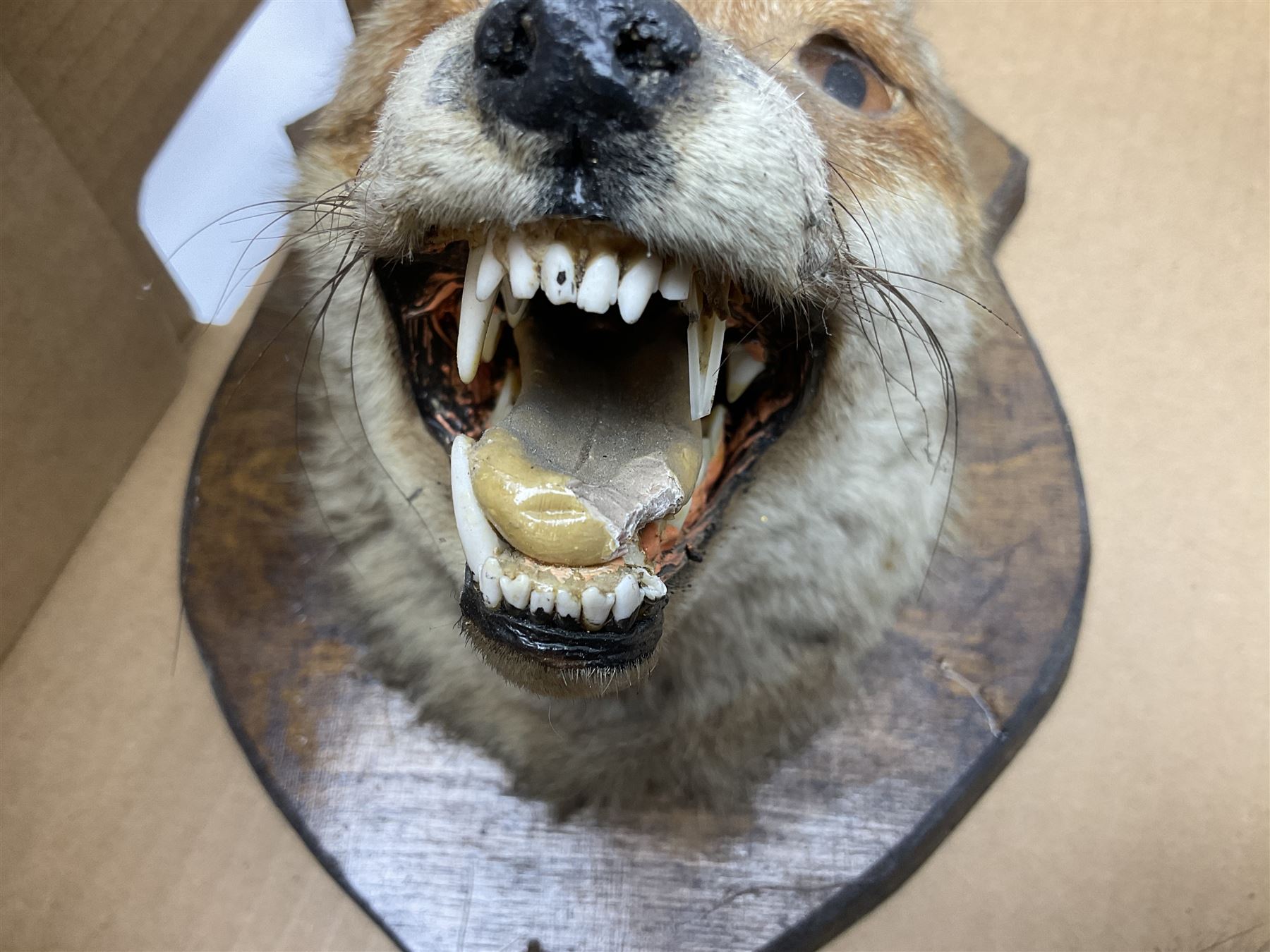 Taxidermy: Red fox mask (Vulpes vulpes) - Image 6 of 6