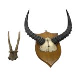Antlers/Horns: Pair of Roe deer (Capreolus capreolus) horns on upper skull and pair of African antel