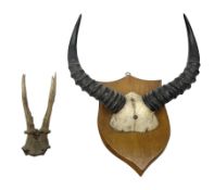 Antlers/Horns: Pair of Roe deer (Capreolus capreolus) horns on upper skull and pair of African antel