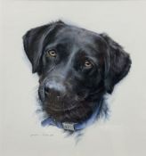 Melanie C Evans (20th century): Study of a Labrador's Head